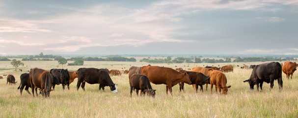 Cow and calf pairs grazing on pasture land before calves are weaned