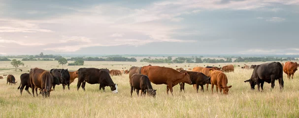Fototapeten Kuh-Kälber-Paare grasen auf Weiden, bevor die Kälber abgesetzt werden © Carrie