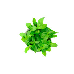 Close up Fresh spearmint leaves isolated on the white background with clipping path, Mint or peppermint herb concept.
