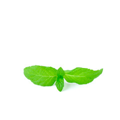 Close up Fresh spearmint leaves isolated on the white background with clipping path, Mint or peppermint herb concept.
