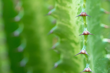 Closeup of spines on cactus, background cactus with spines