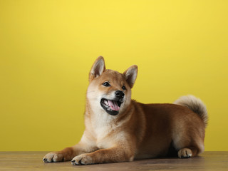 shiba inu puppy. dog on a blackackground. Pet in the studio