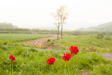 朝靄の農場の傍に咲く赤いチューリップ