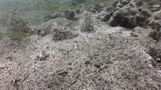 freshwater spring underwater of a river water coming out of the bottom of water from sand