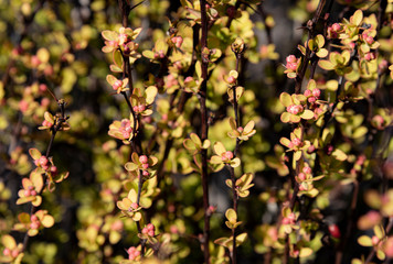 spring leaves in the garden