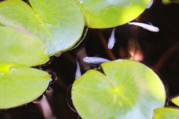 medaka and water lily in the pond