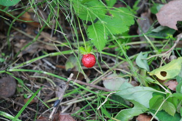 wild strawberry in the forest