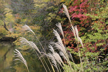 susuki grass in the forest