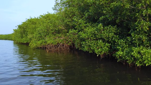 Visiting the Mangroves of La Tovara National Park. Ramsar Site, City of San Blas. Matanchen Bay, Pacific Ocean, Riviera Nayarit, Nayarit State, Mexico, Central America, America