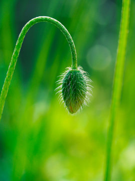 Close-up photo of  long-headed poppy with beautiful bokeh background.