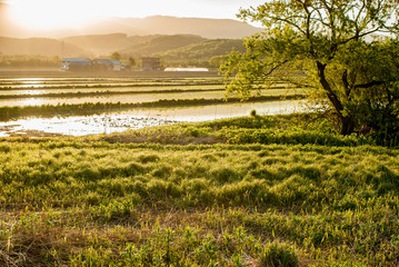 水田の朝逆光に輝く水面　北海道の春