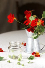 seeds of nasturtium conservation. nasturtium boots like capers. edible flowers and herbs.