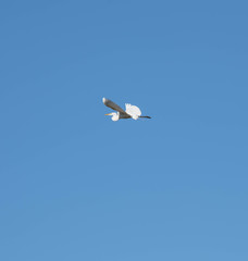 heron flying in the sky