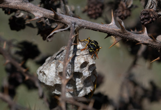 Yellow Jacket Bee On A Hive