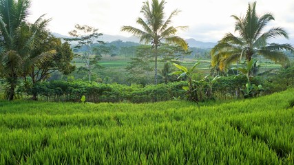 Fototapeta na wymiar rice terraces in bali in the morning