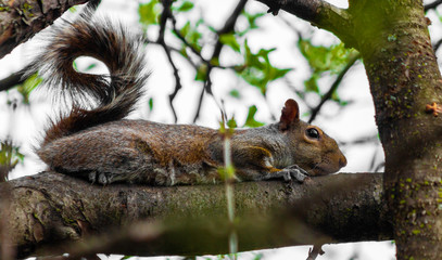Squirrel Playing Dead on a Tree