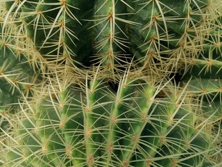 Full frame cactus for background.