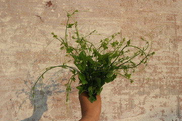 Fenced vegetables beside the house Natural food