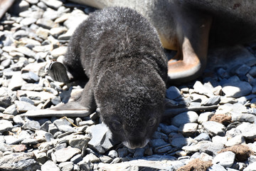 Obraz premium Antarctic fur seal pup at Grytvien, South Georgia Island