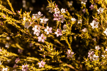 Small bush flowers