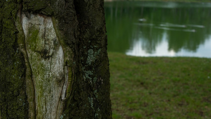 Tree bark in the park.