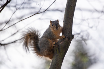 A squirrel perches in a tree
