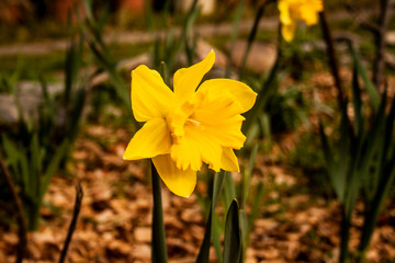 Daffodil