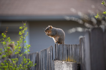 Squirrel holds and eats a peanut while perched on a gray wooden fence