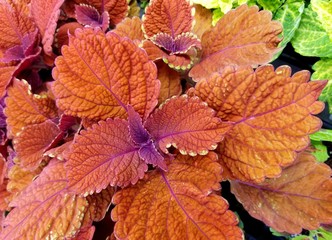 Close up of beautiful red coleus tropical plant
