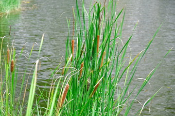Bulrush, Cattail Scientific name Typha angustifolia L. is a herbaceous plant. Found in the swamp, flowering in a cylindrical shape like a joss stick. Help increase the organic matter in the soil.
