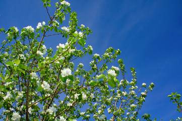 Fototapeta na wymiar Blooming branches of Apple trees in spring, against the blue sky