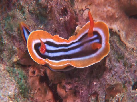 nudibranch  underwater eating nudi branch underwater close up 