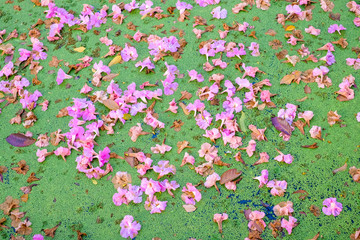 Pink trumpet tree fall down on small Water Lettuce in the river, Thailand.