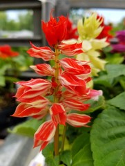 Beautiful cluster of Red Hot Sally Salvia flowers