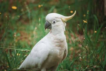 Cockatoo 