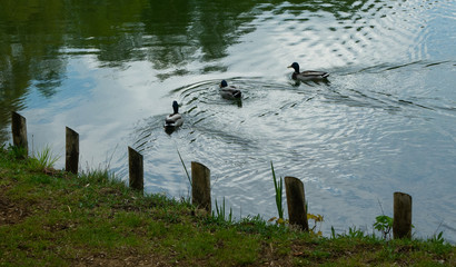 Trees, ducks on the lake in the park.