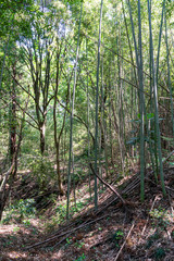 【ふるさとイメージ】神奈川県 寺家ふるさと村
