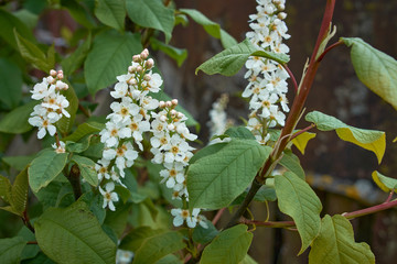 Bird-cherry tree.Of wonderful fluffy blooming white bird-cherry branche.
