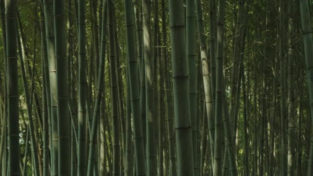 Tranquil bamboo forest tracking shot.