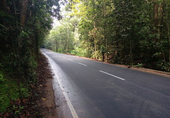 road in the forest