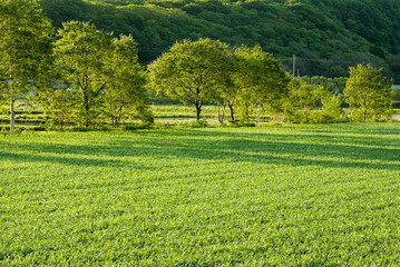 朝日の逆光を受けて輝く田舎の風景　北海道