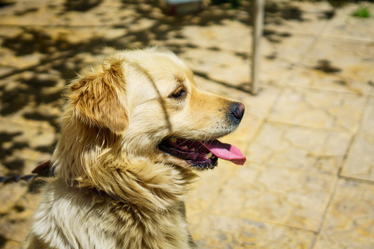 Close-up photo golden retriever dog in the garden