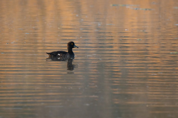 Common pochard on a lake in the morning sun
