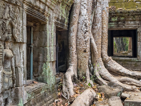 Spong trees invade the ancient walls of Ta Phrom Temple - Siem Reap, Cambodia