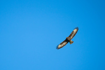 European buzzard flying in front of a blue sky
