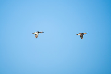 A pair of garganey ducks flying in front of a blue sky