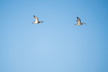 A pair of garganey ducks flying in front of a blue sky