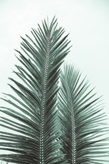 две зеленые абстрактные пальмовые листья с белым фоном