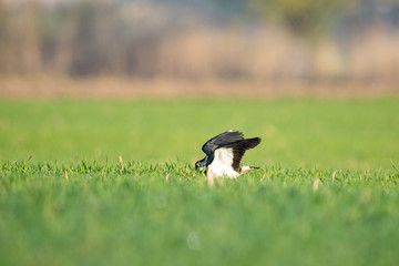 Northern lapwing in a meadow