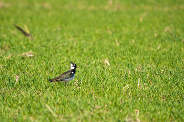 Northern lapwing in a meadow